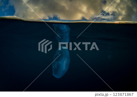 夕暮れの海のミズクラゲ　小笠原 123871867