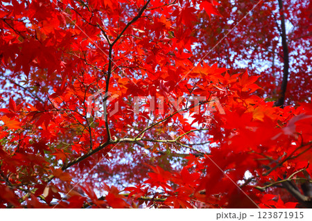 Vibrant Red Maple Leaves During Autumn, Tokyo Dec 8 2024 Vibrant Red Maple Leaves During Autumn, Tokyo Dec 8 2024 123871915