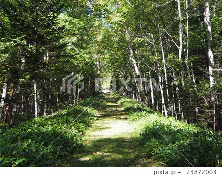 旧国鉄士幌線の廃線跡の散策路 123872003