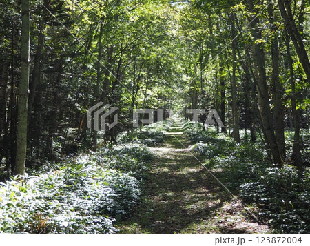 旧国鉄士幌線の廃線跡の散策路 123872004
