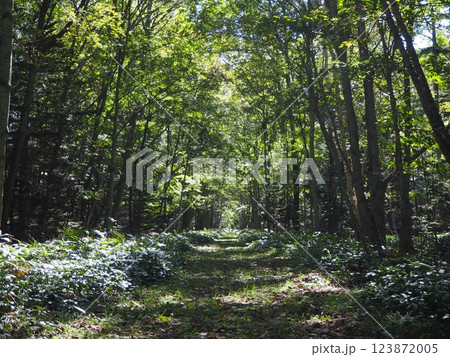 旧国鉄士幌線の廃線跡の散策路 123872005