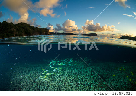 夕暮れのエダサンゴの海に群れるロクセンスズメダイ　小笠原 123872020