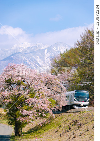桜と雪山と鉄道コラボ 桜と雪山と鉄道コラボ 123872284