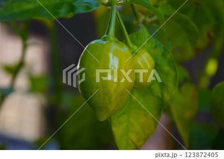 ハバネロ　家庭菜園　激辛 123872405