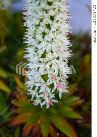 爪蓮華 つめれんげ ツメレンゲ 花穂 爪蓮華 つめれんげ ツメレンゲ 花穂 123872423