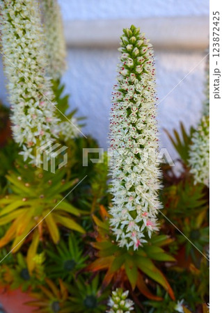 爪蓮華 つめれんげ ツメレンゲ 花穂 爪蓮華 つめれんげ ツメレンゲ 花穂 123872425