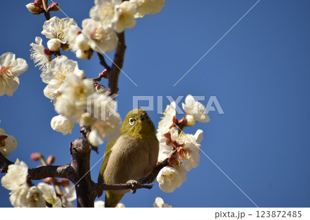 白梅とメジロ 123872485