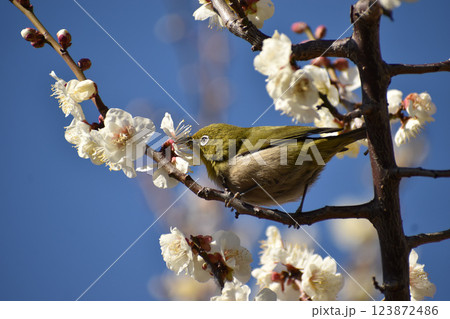 白梅とメジロ 白梅とメジロ 123872486