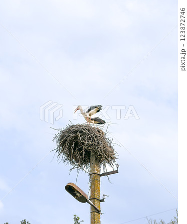 Storks in wild nature Storks in wild nature 123872746