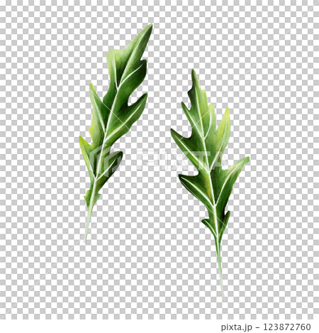 Fresh rucola or arugula leaf. Watercolor hand drawn Salad isolated on transparent background illustration. For designers, menu, decoration, food blog, ecofriendly branding. Healthy Vegetarian Diet. Fresh rucola or arugula leaf. Watercolor hand drawn Salad isolated on transparent background illustration. For designers, menu, decoration, food blog, ecofriendly branding. Healthy Vegetarian Diet. 123872760