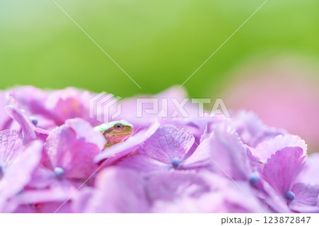 紫色のアジサイの花の上にポツンと一匹のニホンアマガエル 123872847