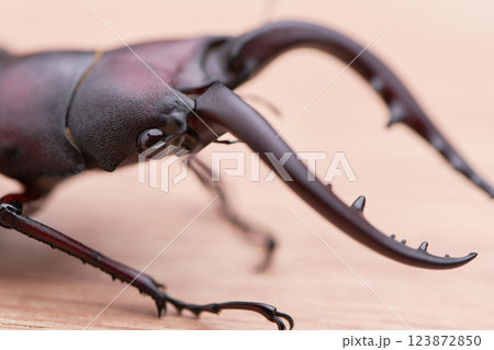 大型のノコギリクワガタの側面からのかわいい目のアップ 123872850