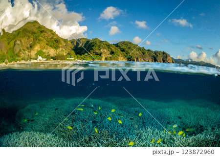 夕暮れのエダサンゴの海に群れるロクセンスズメダイ　小笠原 123872960