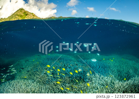 夕暮れのエダサンゴの海に群れるロクセンスズメダイ　小笠原 123872961