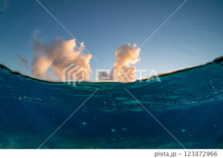 夕暮れのエダサンゴの海に群れるロクセンスズメダイ　小笠原 123872966