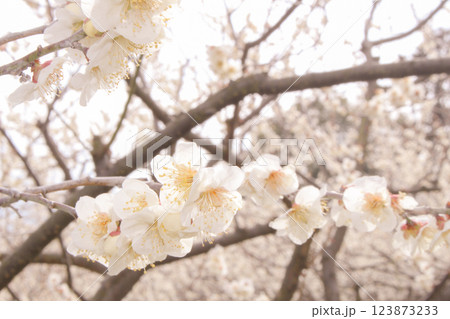 満開の梅の花 満開の梅の花 123873233