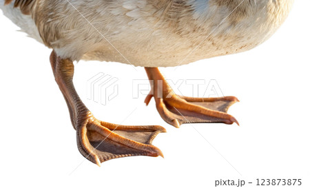 isolated white duck on a white background 123873875