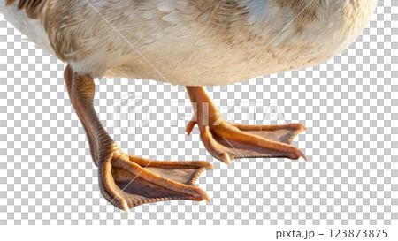 isolated white duck on a white background 123873875