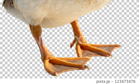 little chick isolated on white background 123873876