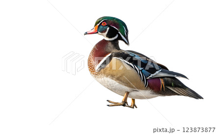 isolated picture of a mallard on white background 123873877