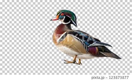 isolated picture of a mallard on white background 123873877