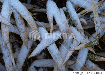 雪が積もった葉っぱ 雪が積もった葉っぱ 123874061