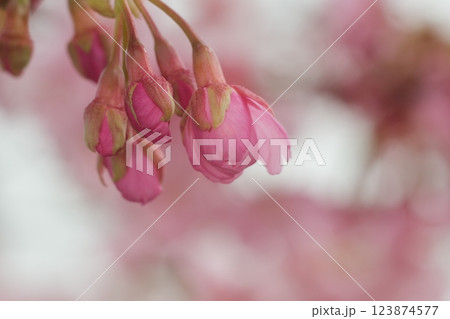 かわいいピンク色の桜の蕾　早咲き 123874577