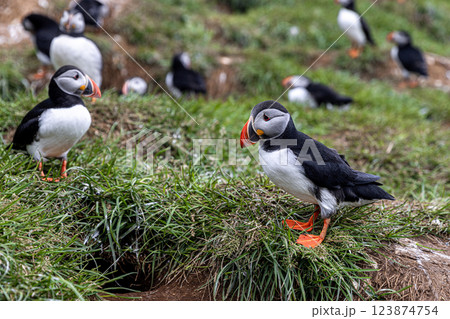 Colorful atlantic puffins gather on a grassy cliffside during breeding season Colorful atlantic puffins gather on a grassy cliffside during breeding season 123874754