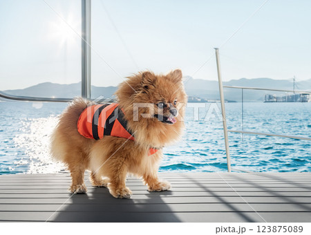 pomeranian and life jacket 123875089