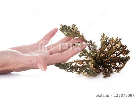 Rose of Jericho in studio Rose of Jericho in studio 123875097