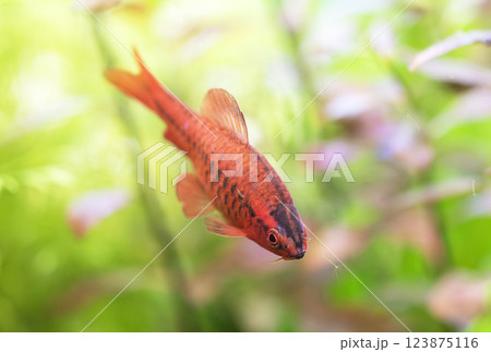 cherry barb in aquarium 123875116