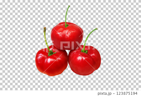 Acerola 插圖逼真的白色背景 123875194
