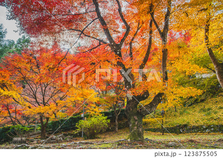 森町にある紅葉に包まれた大洞院の風景(静岡県) 森町にある紅葉に包まれた大洞院の風景(静岡県) 123875505