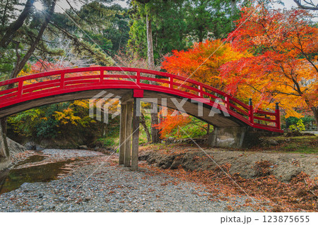 森町にある大洞院の紅葉の中にある赤い橋の風景(静岡県) 123875655