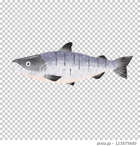 salmon  salmon  123875680