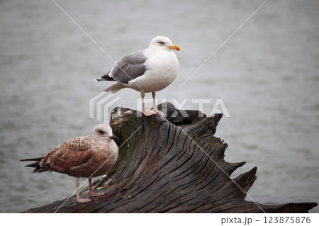 couple of seagulls sitting place 123875876