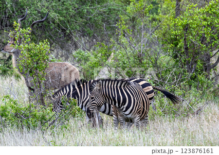 Group of zebras and Greater Kudu in african savanna 123876161