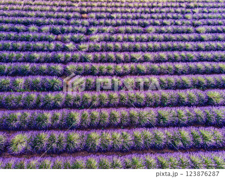 Lavender field in Provence France. Aerial view Lavender field in Provence France. Aerial view 123876287