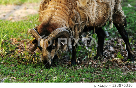 Domestic ram on the farm Domestic ram on the farm 123876310