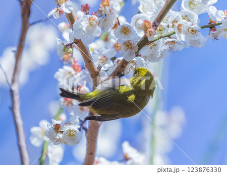 梅の花とメジロ 梅の花とメジロ 123876330