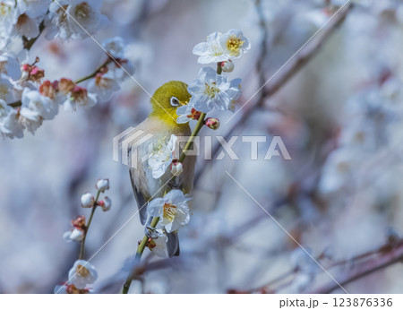 梅の花とメジロ 梅の花とメジロ 123876336