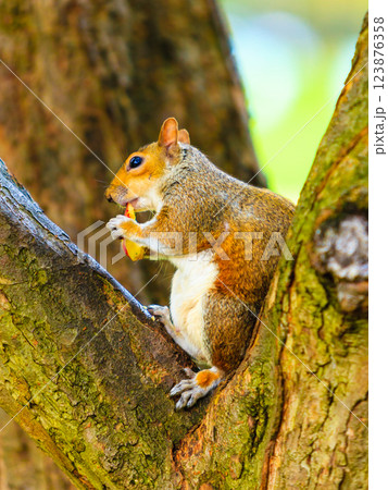 grey squirrel in autumn park eating apple grey squirrel in autumn park eating apple 123876358