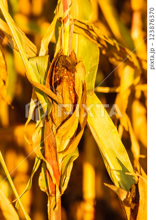 Dry corn on the stalk in the field Dry corn on the stalk in the field 123876370