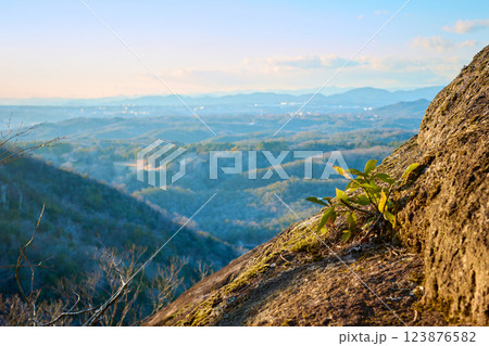 岩肌から生えた若木 123876582