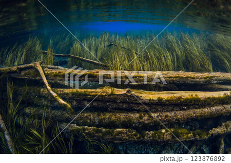 Sunken wooden logs with algae or seaweed underwater in blue fresh water lake Sunken wooden logs with algae or seaweed underwater in blue fresh water lake 123876892