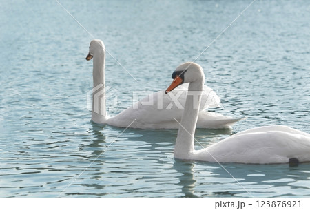 A group of mute swans ,Cygnus olor, swimming on a river in spring. Background for designers and interiors. A group of mute swans ,Cygnus olor, swimming on a river in spring. Background for designers and interiors. 123876921