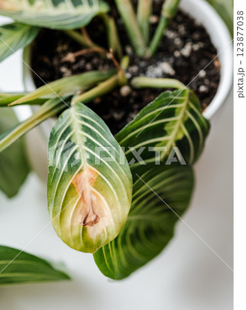 Prayer plant maranta leuconeura marisela care. Drying up leaf of Maranta lemon lime or Maranta Leuconeura Marisela 123877038