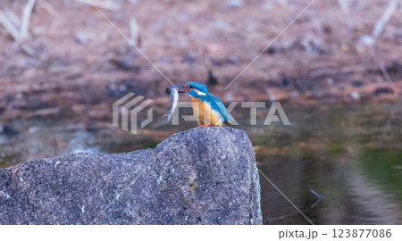小魚をくちばしで咥えるカワセミ 123877086