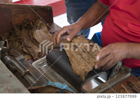 A man manufacturing cigar with tabacco leaves 123877099