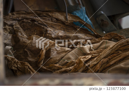 Close up of dried tobacco leaves Close up of dried tobacco leaves 123877100